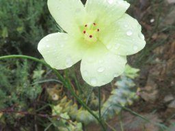 Hibiscus aethiopicus var. ovatus flower maybe
